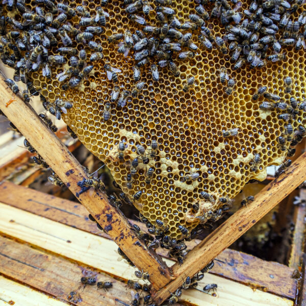 Ranczo Morgana Freemana jest inspiracją dla działań proekologicznych na całym świecie Fot. Freepik