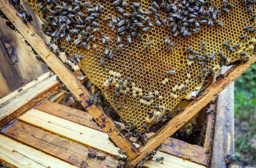 Ranczo Morgana Freemana jest inspiracją dla działań proekologicznych na całym świecie Fot. Freepik