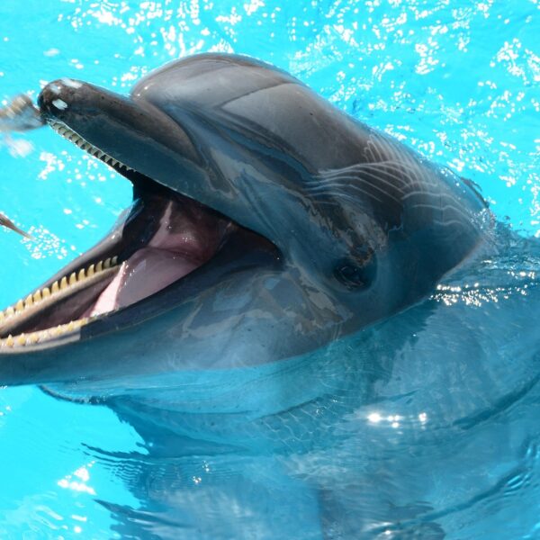 delfin