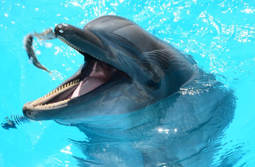 delfin