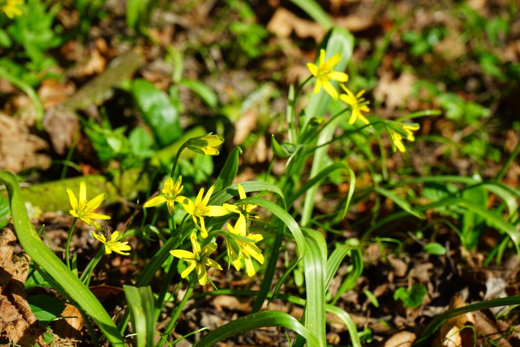 Złoć żółta (Gagea lutea)