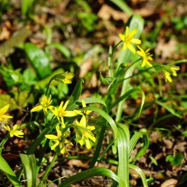 Złoć żółta (Gagea lutea)