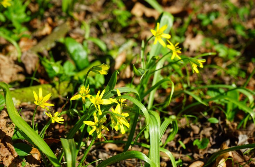Złoć żółta (Gagea lutea)