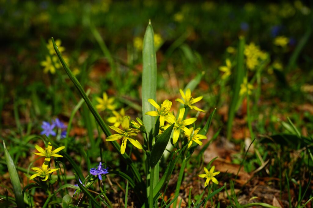 Złoć żółta (Gagea lutea)