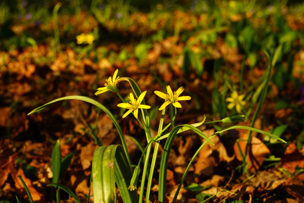 Złoć żółta (Gagea lutea)