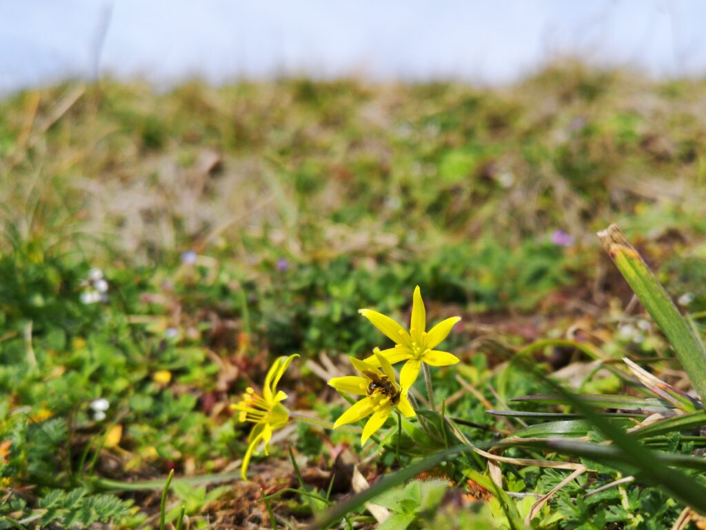 Złoć żółta (Gagea lutea)