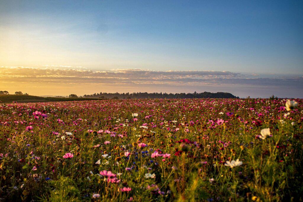 Freeman postawił na naturalne metody wspierania roślinności Fot. Pexels