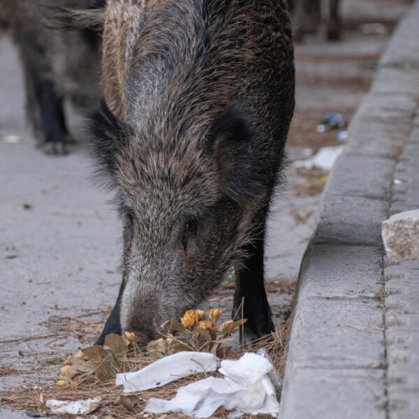 Dziki poruszające się między zabudową mieszkaniową pokazują swoją zdolność adaptacji do środowiska miejskiego Fot. Pexels
