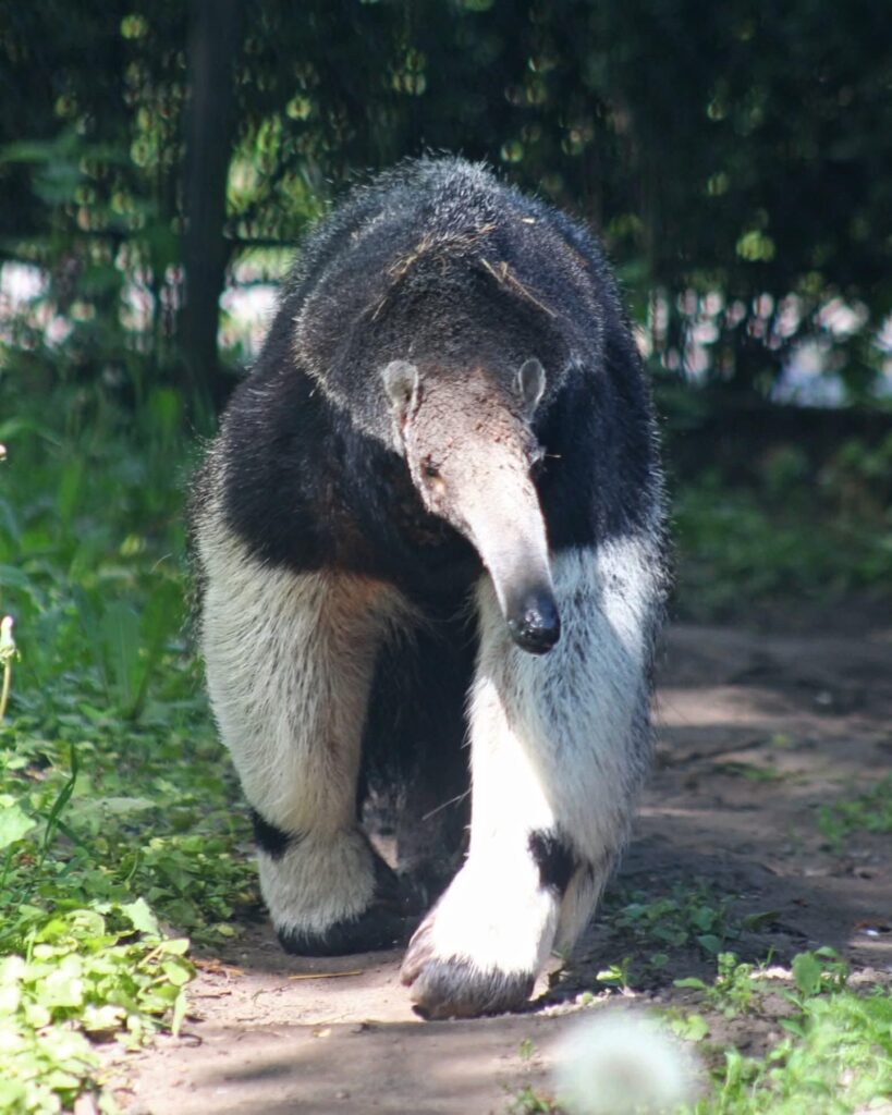 Samica mrówkojada Yuri, Warszawskie ZOO