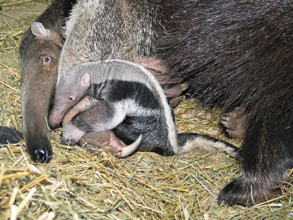 Samica mrówkojada Yuri z młodymi, Warszawskie ZOO