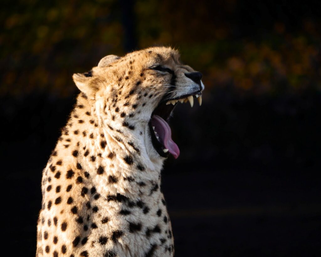 Warszawskie ZOO otwiera powiększony wybieg dla gepardów. Dzień Dziecka z atrakcjami i nową przestrzenią dla dużych kotów 1 Gepard grzywiasty_fot_Iga Kupiec_Warszawskie ZOO