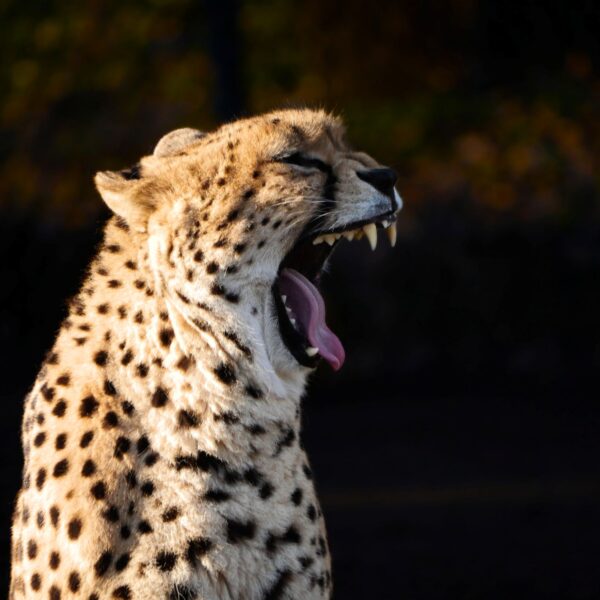 Dzień Zwierząt Gepard grzywiasty_fot_Iga Kupiec_Warszawskie ZOO