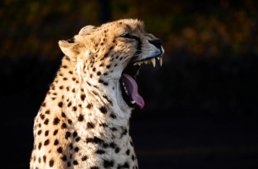 Dzień Zwierząt Gepard grzywiasty_fot_Iga Kupiec_Warszawskie ZOO