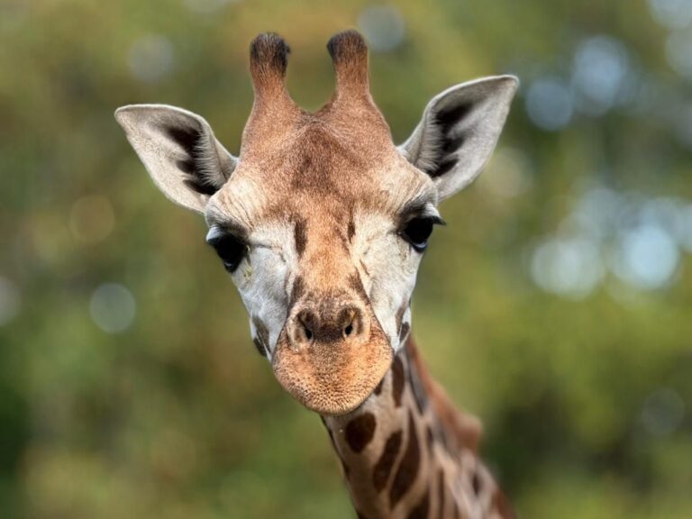 Żyrafa Pietruszka_fot_Sebastian Guzowski _Warszawskie ZOO.jpeg
