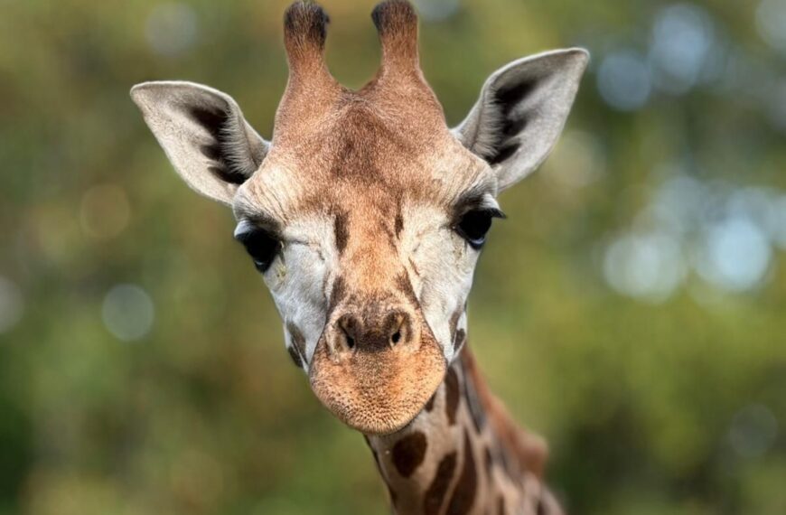 Żyrafa Pietruszka_fot_Sebastian Guzowski _Warszawskie ZOO.jpeg