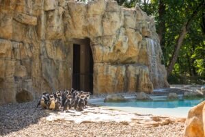 Pingwiny przylądkowe mają nowy dom w Warszawskim ZOO fot. Rafał Motyl, UM Warszawa