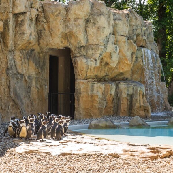 Pingwiny przylądkowe mają nowy dom w Warszawskim ZOO fot. Rafał Motyl, UM Warszawa