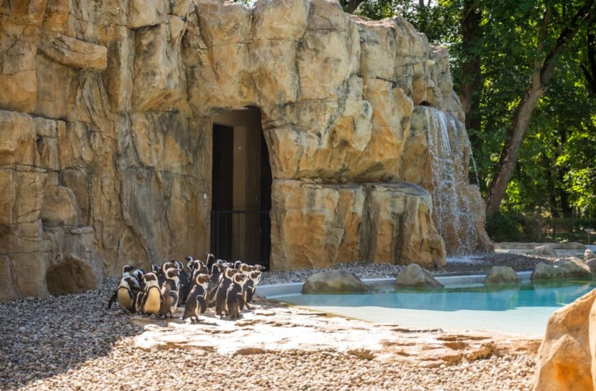 Pingwiny przylądkowe mają nowy dom w Warszawskim ZOO fot. Rafał Motyl, UM Warszawa