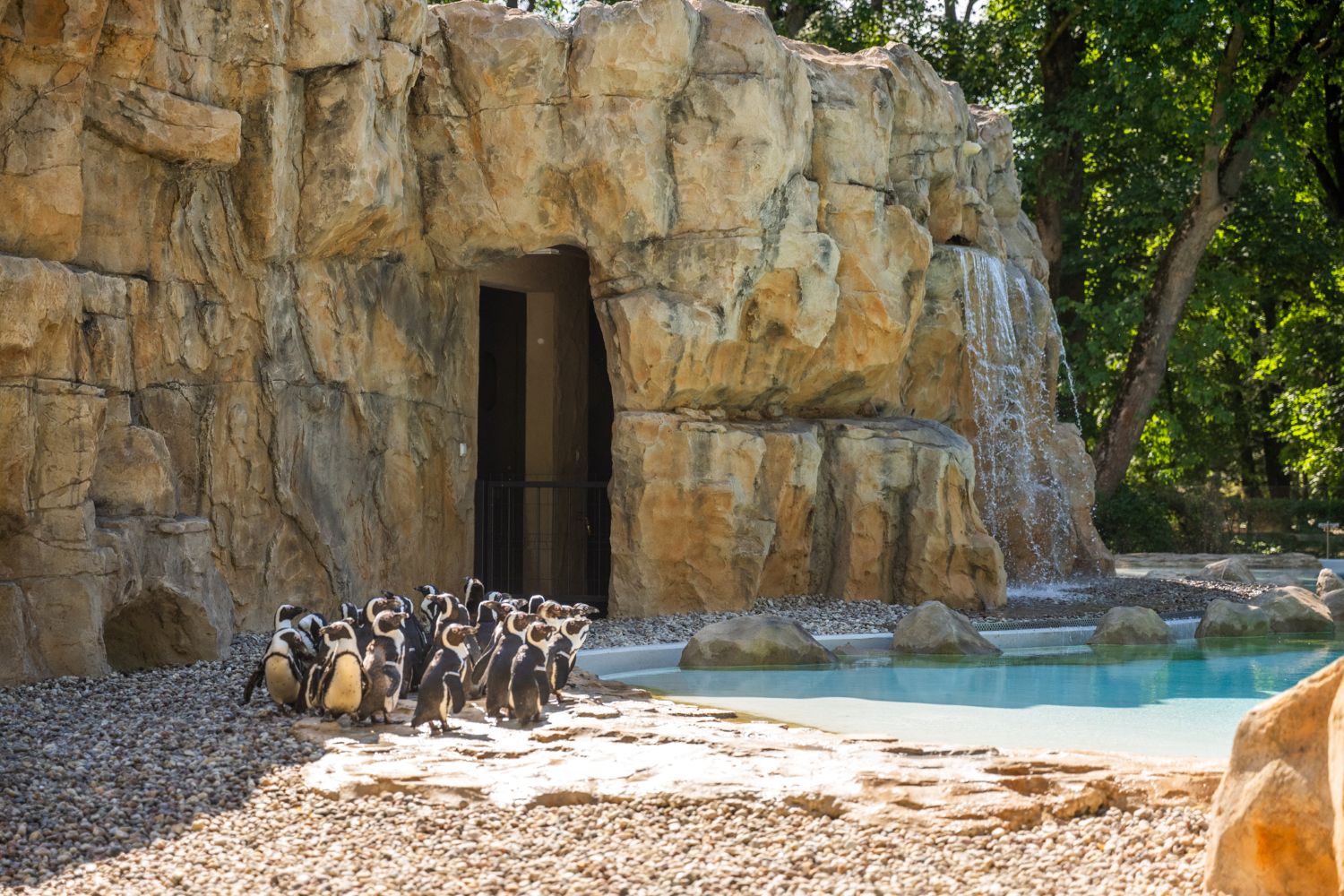 Pingwiny przylądkowe mają nowy dom w Warszawskim ZOO fot. Rafał Motyl, UM Warszawa