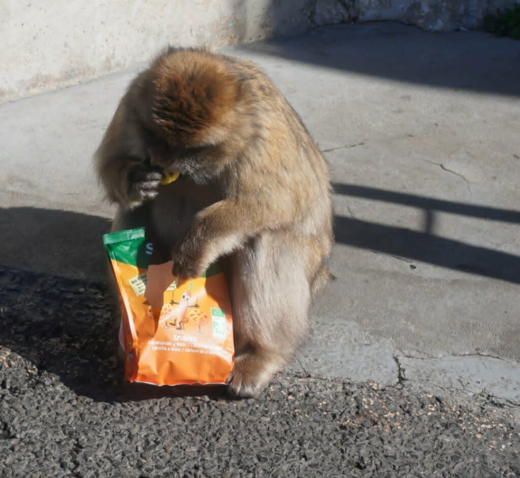 Dzikie małpy Gibraltaru przyciągają turystów, jednak intensywny kontakt z ludźmi wpływa na ich zachowanie i dietę Fot. Gibraltar. Zdjęcie własne autorki