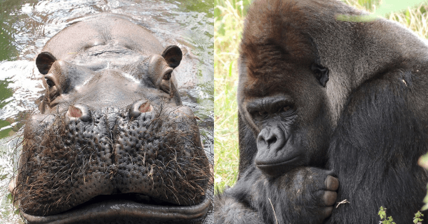 Hugo czy Azizi zwierzakiem miesiąca? fot. Warszawskie ZOO