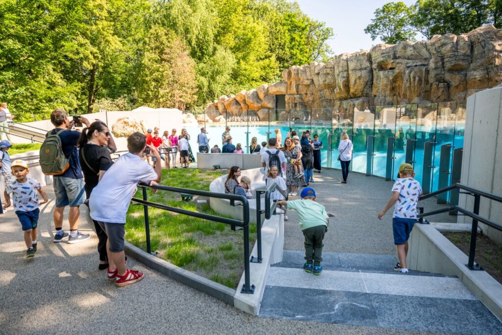 Nowy pawilon dla pingwinów otwarty w Warszawskim ZOO 2 Otwarcie nowego pawilonu dla pingwinów przylądkowych w Warszawskim ZOO
fot. Rafał Motyl, UM Warszawa