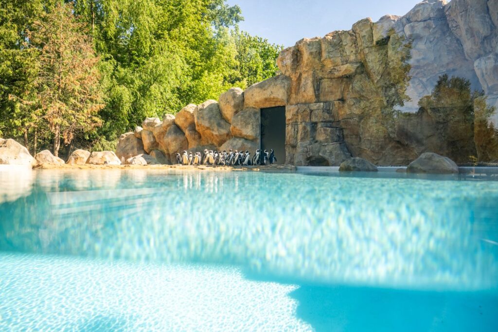 Nowy pawilon dla pingwinów otwarty w Warszawskim ZOO 1 Pingwiny przylądkowe mają nowy dom w Warszawskim ZOO
fot. Rafał Motyl, UM Warszawa