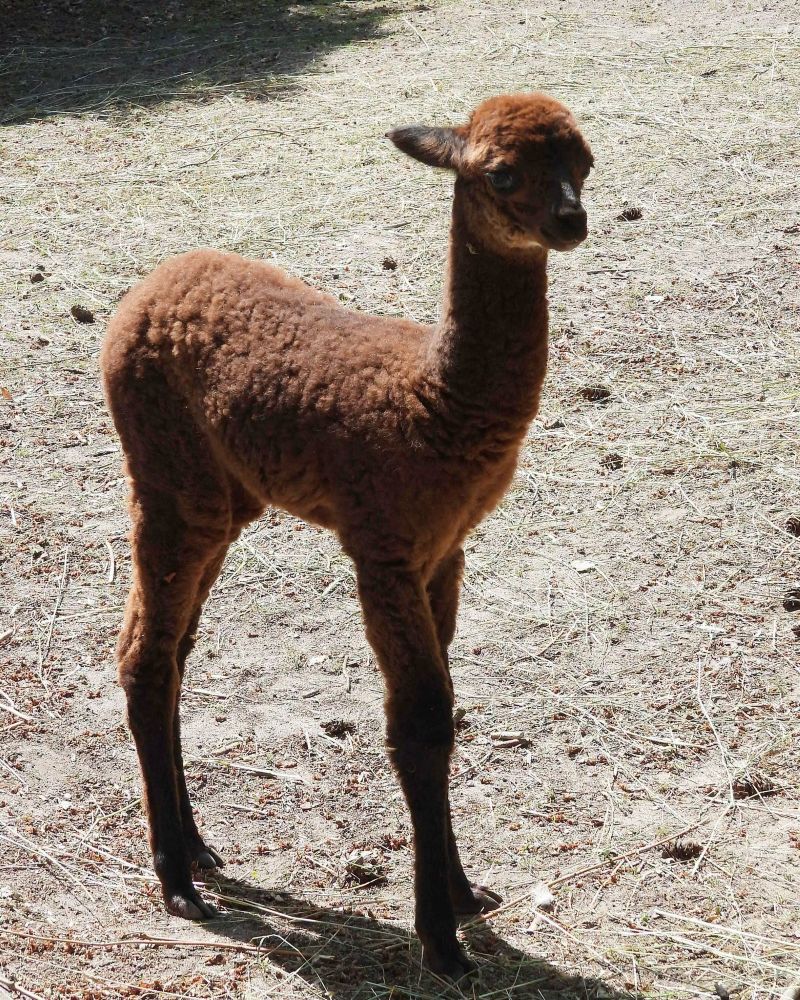 Warszawskie ZOO ogłosiło wyniki plebiscytów na imiona młodych zwierząt