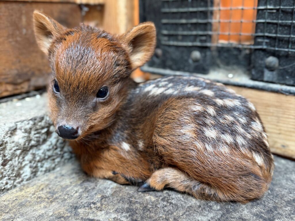 Mała pudu obecnie waży około jednego kilograma_fot_Dawid Wdowiński_Warszawskie ZOO