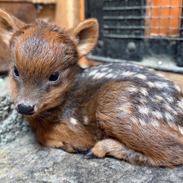Mała pudu obecnie waży około jednego kilograma_fot_Dawid Wdowiński_Warszawskie ZOO