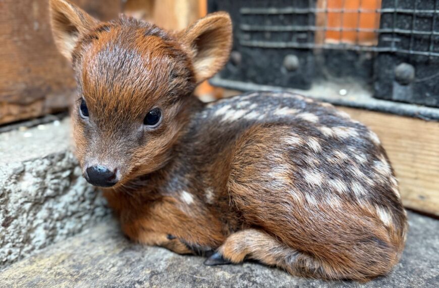 Mała pudu obecnie waży około jednego kilograma_fot_Dawid Wdowiński_Warszawskie ZOO