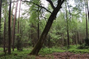 Nowy rezerwat przyrody w województwie opolskim