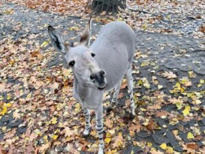 Ośliczka Zuzia fot. Dawid Wdowiński, Warszawskie ZOO