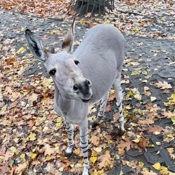 Ośliczka Zuzia fot. Dawid Wdowiński, Warszawskie ZOO