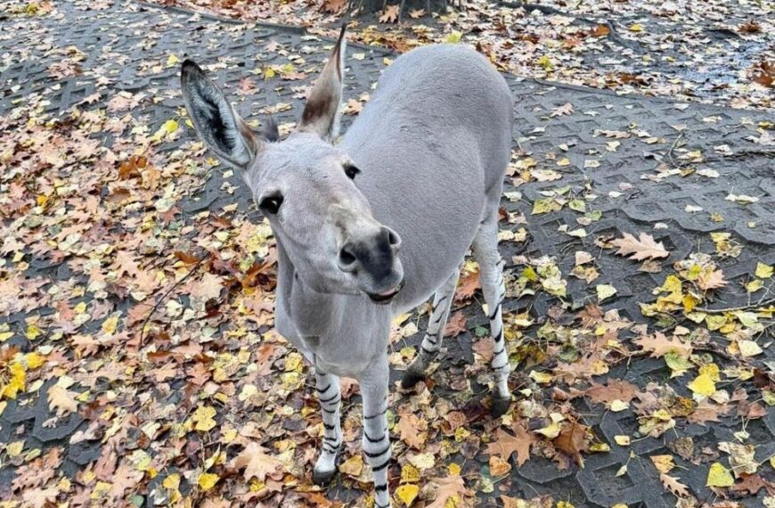 Ośliczka Zuzia fot. Dawid Wdowiński, Warszawskie ZOO