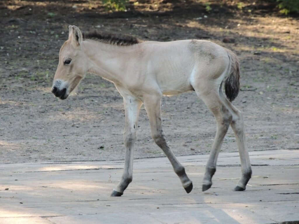 W Warszawskim ZOO urodził się koń Przewalskiego_fot. Katarzyna Królik_Warszawskie ZOO