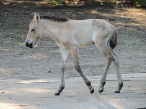 W Warszawskim ZOO urodził się koń Przewalskiego_fot. Katarzyna Królik_Warszawskie ZOO