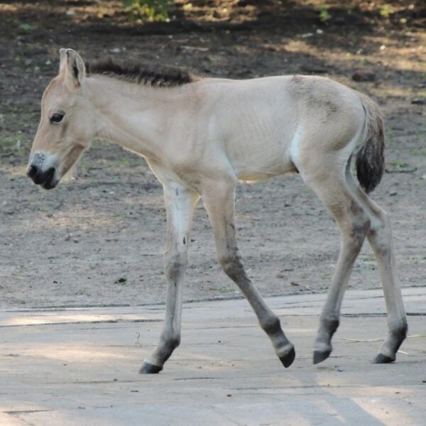 W Warszawskim ZOO urodził się koń Przewalskiego_fot. Katarzyna Królik_Warszawskie ZOO