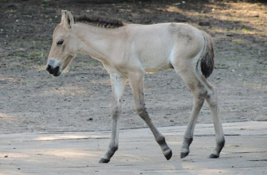 W Warszawskim ZOO urodził się koń Przewalskiego_fot. Katarzyna Królik_Warszawskie ZOO