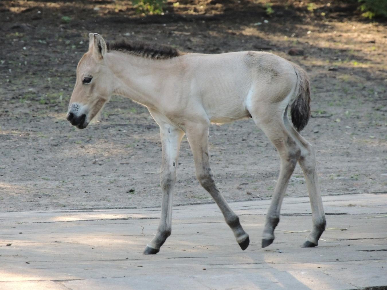 W Warszawskim ZOO urodził się koń Przewalskiego_fot. Katarzyna Królik_Warszawskie ZOO