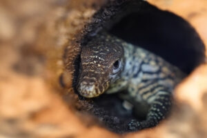 Waran z Komodo