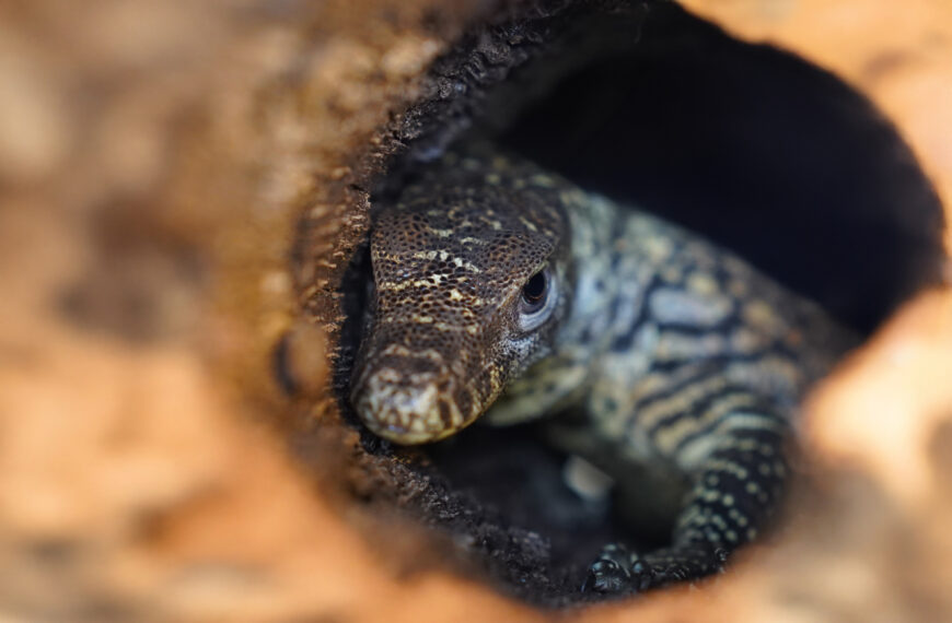 Waran z Komodo