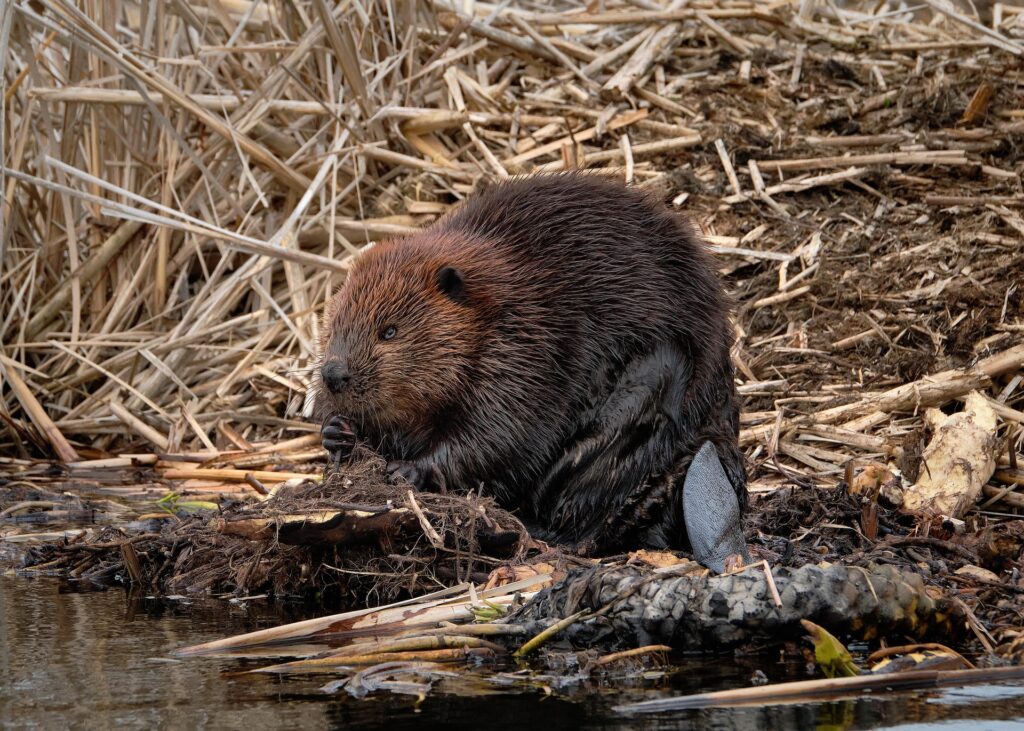 tamę bobrową