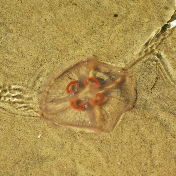 meduza