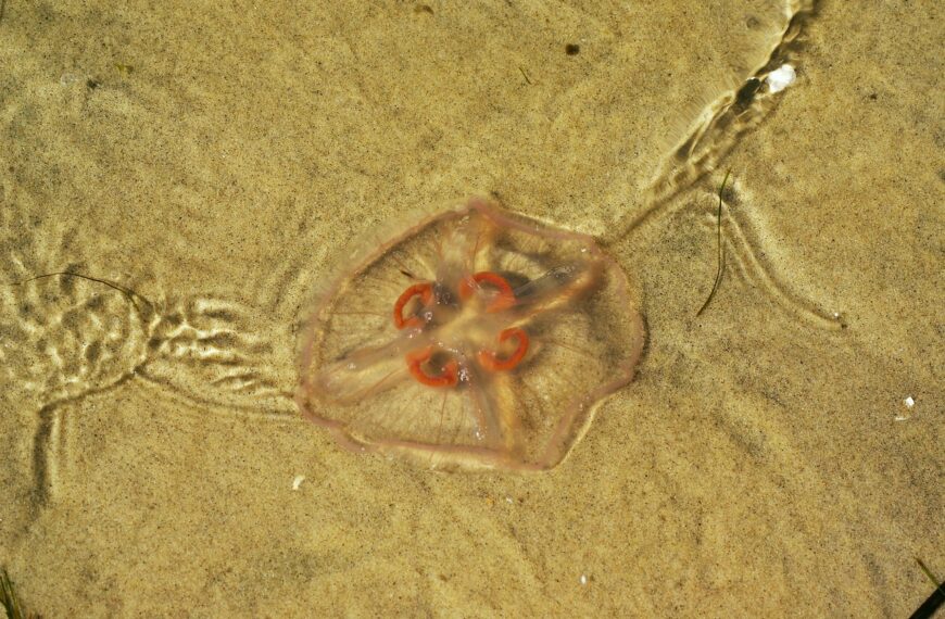 meduza