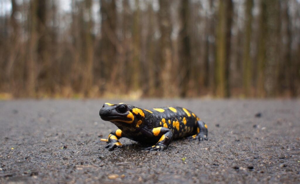 salamandra