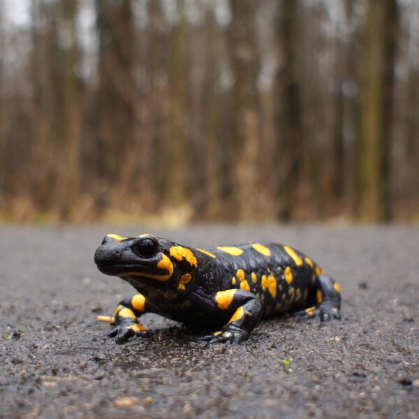 salamandra