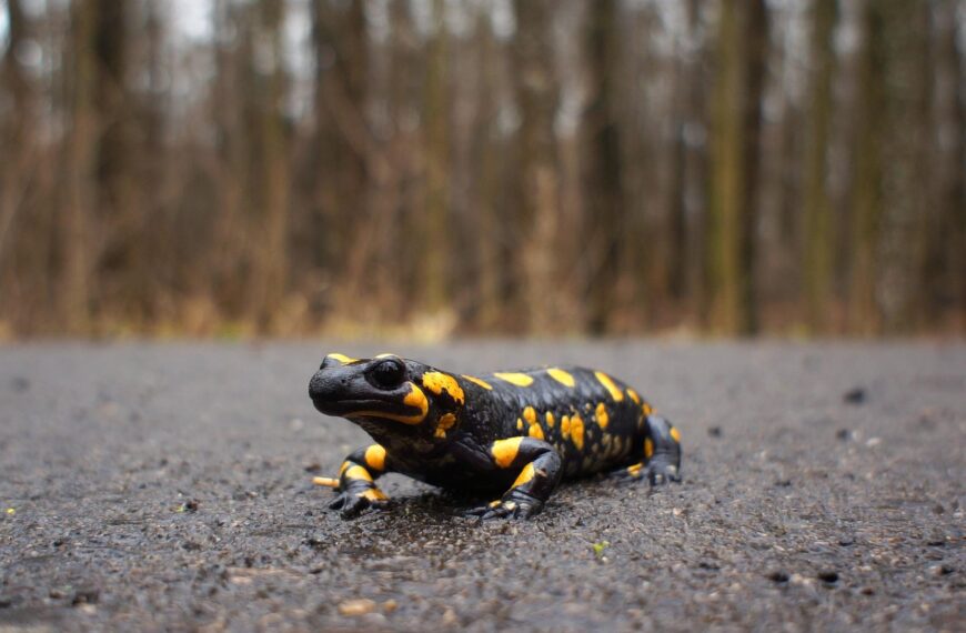 salamandra
