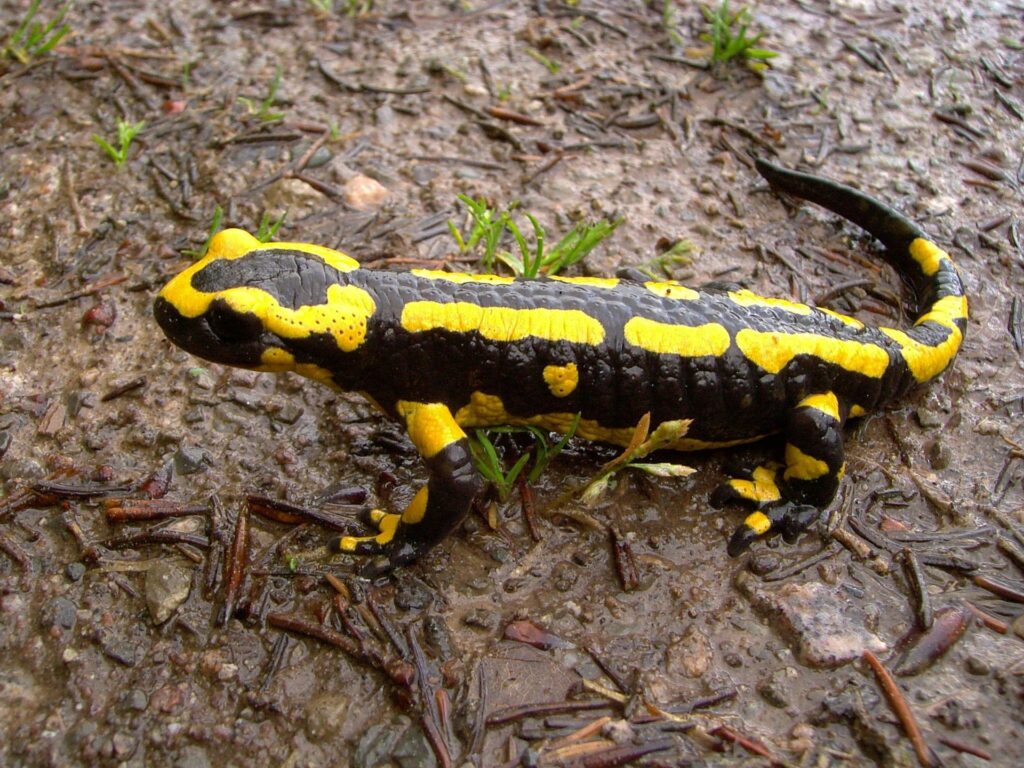 Naukowcy: salamandra plamista - zagrożona jak panda wielka; jej status ochronny w Polsce wymaga zmian 1 salamandra