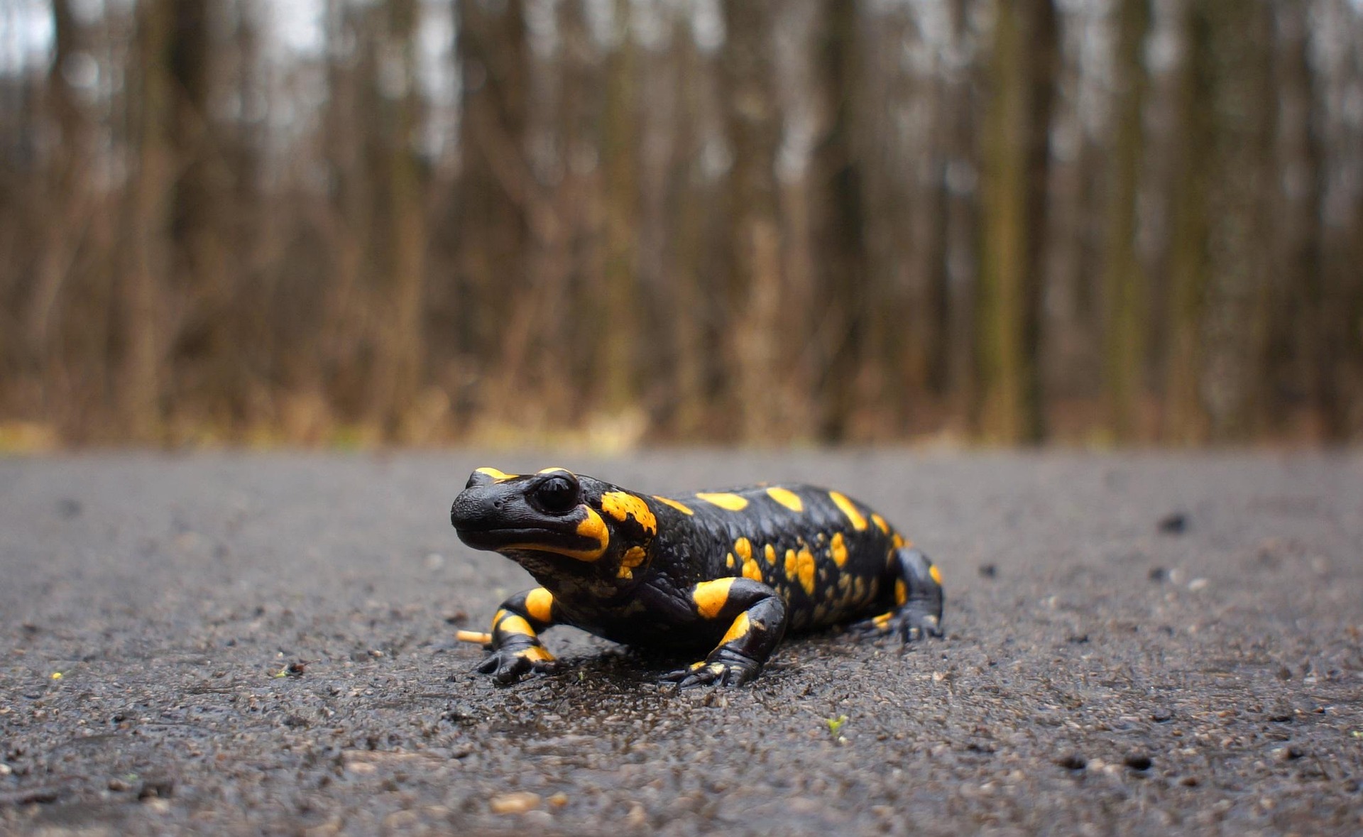 salamandra